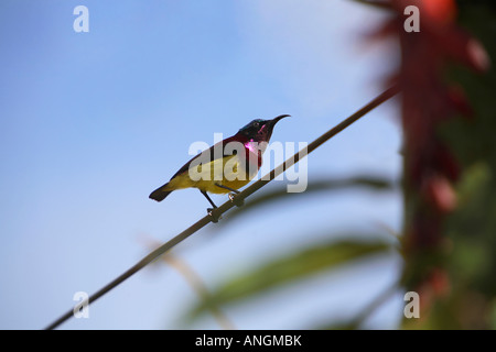 Viola Rumped Sunbird, Leptocoma zeylonica, a Pariyar, Kerala Foto Stock