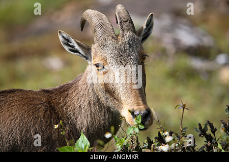 Nilgiri Thar, Hemitragas hylocres, a Eravikolum National Park, Kerala Foto Stock