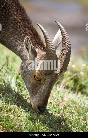 Nilgiri Thar, Hemitragas hylocres, a Eravikolum National Park, Kerala Foto Stock