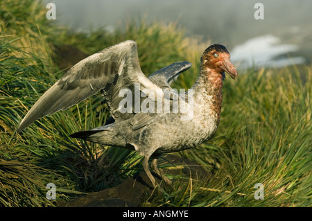 Il gigante del nord Petrel (Macronectes hallii) con testa sanguinante dall alimentazione sulla pelliccia sigillo carcassa, Isola Georgia del Sud Foto Stock