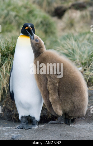 Re pinguini (Aptenodytes patagonicus) accattonaggio pulcino, Cooper Bay, Isola Georgia del Sud Foto Stock