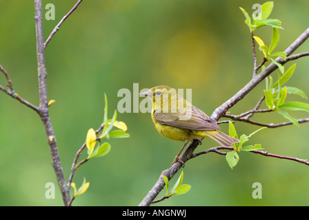 Arancio-incoronato trillo (Vermivora celata), Canada Foto Stock