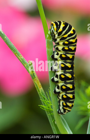 Nero caterpillar a coda di rondine su giardino di aneto, Winnipeg, Manitoba, Canada. Foto Stock