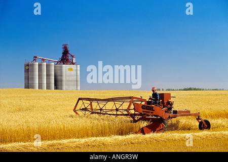 La raccolta di raccolto di grano con un elevato throughput di ascensori in background; falciare Canada Western Red Frumento primaverile (CWRS) varietà AC M Foto Stock