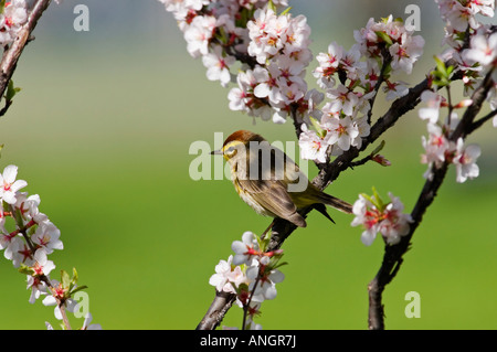 Palm trillo a Nanchino ciliegia, Winnipeg, Manitoba, Canada. Foto Stock