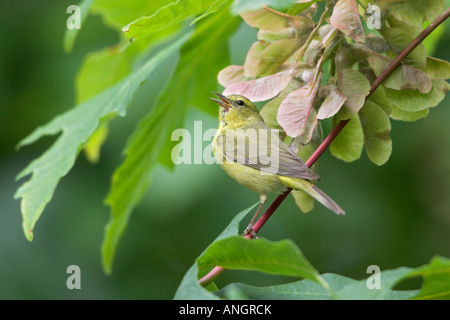 Arancio-incoronato trillo (Vermivora celata), British Columbia, Canada. Foto Stock