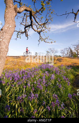 Una donna mountain bike nei pressi di Victoria, l'isola di Vancouver, British Columbia, Canada. Foto Stock