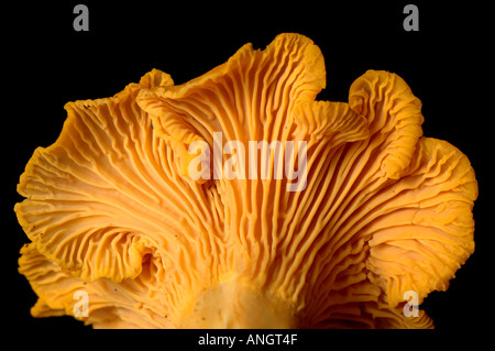 Funghi Chantrelle Close up di branchie Foto Stock