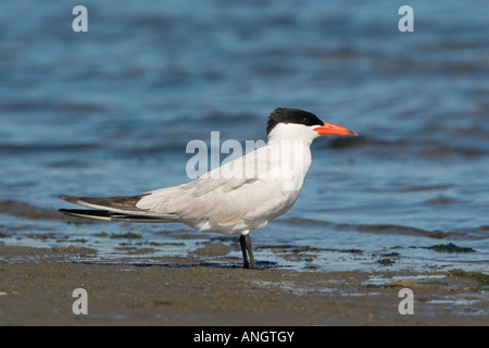 Un Caspian Tern (sterna caspia) al Cordova sputare in British Columbia, Canada. Foto Stock