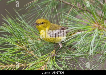 Un trillo di pino (pinus Dendroica) a punta lunga in Ontario, Canada. Foto Stock