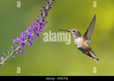 Una femmina di Rufous Hummingbird (Selasphorus rufus) alimentando ad un fiore in Victoria, British Columbia, Canada. Foto Stock