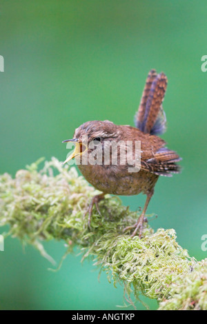 Un inverno di Wren (Troglodytes troglodytes) cantare da un ramo di muschio a Goldstream Provincial Park in British Columbia, Canada. Foto Stock