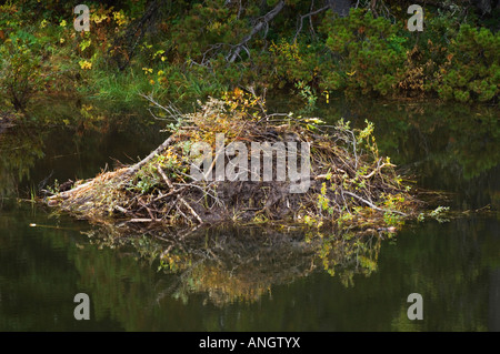 Castoro (Castor canadensis) Lodge. In autunno castori rivestire la loro casetta con un nuovo strato di fango. Una volta che questo strato si asciuga si provi Foto Stock