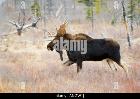 Alci (Alces alces) maschio. Con la reputazione di essere il più grande membro della famiglia cervi nel mondo. Waterton Lakes Nazione Foto Stock