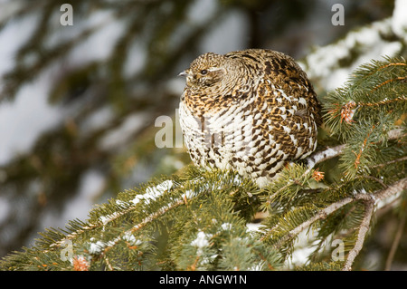 Ruffed Grouse (Bonasa umbellus) adulto appollaiato in abete bianco (Pices glauca) che di solito si trovano solo in aperto o di latifoglie misti in legno Foto Stock