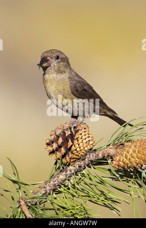 Un Rosso (Crossbill Loxia curvirostra) arroccato su una pigna in Victoria, British Columbia, Canada. Foto Stock