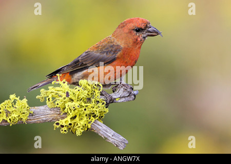 Un Rosso (Crossbill Loxia curvirostra) appollaiato su un lichene ramo coperti in Victoria, British Columbia, Canada. Foto Stock