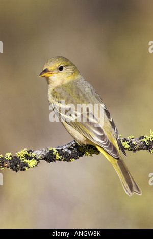 Una femmina Tanager occidentale (Piranga ludoviciana) appollaiato su un lichene ramo coperti in Victoria, British Columbia, Canada. Foto Stock