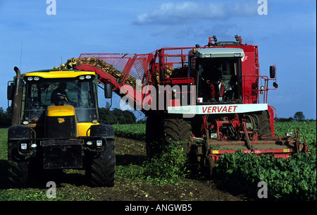 La barbabietola da zucchero raccolta su una fattoria vicino a occhio, Suffolk, Regno Unito Foto Stock