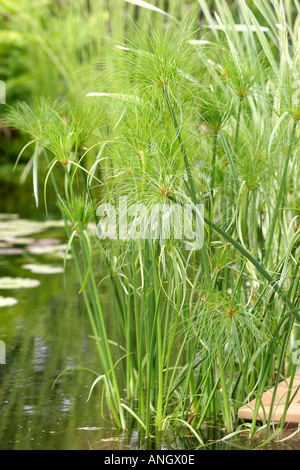 Luogo di riposo per un eroe DESIGNER AILEEN SCOULAR Hampton Court Palace SHOW 2005 Foto Stock