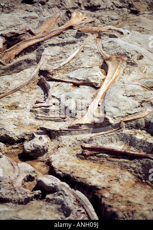 Scavo Archeologico dalla vista di fossili di dinosauro, il Parco Provinciale dei Dinosauri, Alberta, Canada. Foto Stock