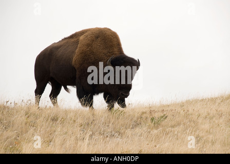 Bison pascolare nel Parco Nazionale dei laghi di Waterton, British Columbia, Canada. Foto Stock