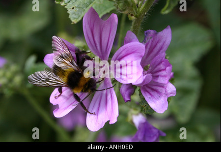 Bumble l'ape Foto Stock