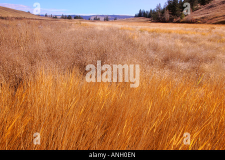 Chilcotin praterie, pecore gamma Parco di giunzione, British Columbia, Canada. Foto Stock