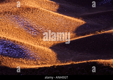 Praterie Chilcotin,pecore gamma Parco di giunzione, British Columbia, Canada. Foto Stock