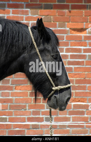 Shire cavallo ritratto Foto Stock