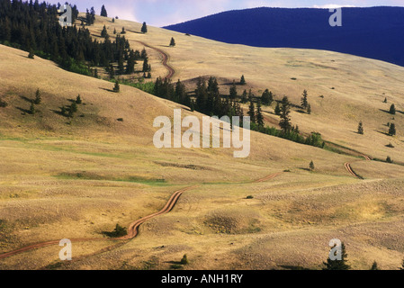 Gamma di pecora giunzione Parco Provinciale, praterie, regione Chilcotin, British Columbia, Canada. Foto Stock