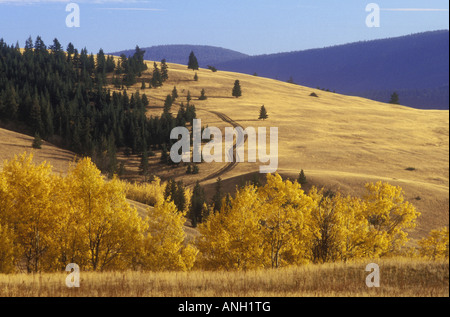 Gamma di pecora giunzione Parco Provinciale, praterie, regione Chilcotin, British Columbia, Canada. Foto Stock