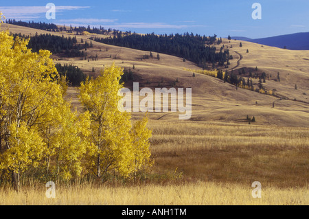 Gamma di pecora giunzione Parco Provinciale, praterie, regione Chilcotin, British Columbia, Canada. Foto Stock