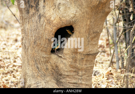 Indian Pitta, Pitta brachyura, coppia a Tadoba Andhari Riserva della Tigre, Chandrapur distretto, nello Stato del Maharashtra, India Foto Stock