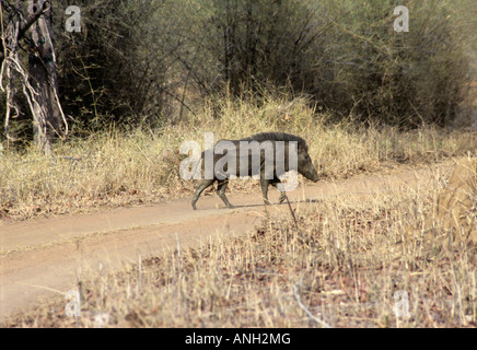 Il Cinghiale Sus scrofa, maiale selvatico, maschio a Tadoba Andhari Riserva della Tigre, Chandrapur distretto, nello Stato del Maharashtra, India Foto Stock