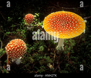 Fly Agaric (amanita muscaria) funghi, Queen Charlotte Islands, British Columbia, Canada. Foto Stock
