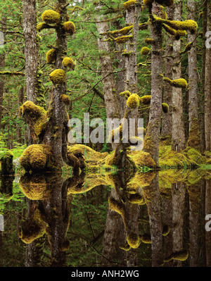 Palude Foresta, Naikoon Provincial Park, Haida Gwaii, British Columbia, Canada. Foto Stock