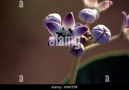 Fiore di corona, Akund. Calotropis gigantea Famiglia: Milkweed Asclepiadaceae famiglia. Ceroso di fiori di lavanda. Nasrapur, Pune, Maharashtra, IndiaKalamba Lak Foto Stock