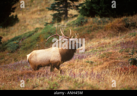 Un toro Roosevelt Elk, Isola di Vancouver, British Columbia, Canada. Foto Stock