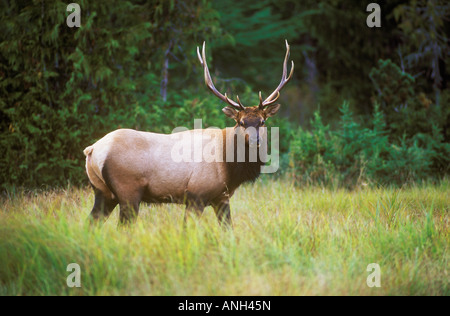 Un toro Roosevelt Elk, British Columbia, Canada. Foto Stock