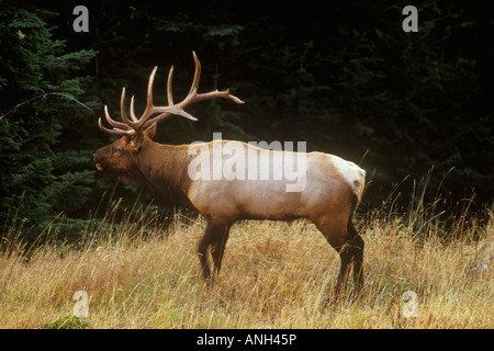 Un toro Roosevelt Elk, Isola di Vancouver, British Columbia, Canada. Foto Stock