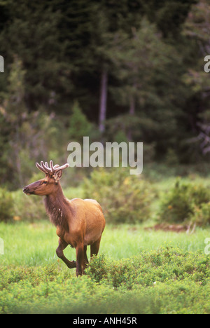 Un toro Roosevelt Elk, Isola di Vancouver, British Columbia, Canada. Foto Stock