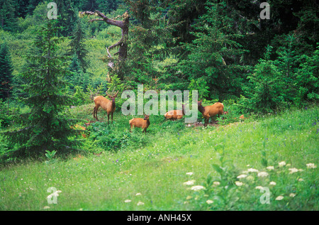 Una mandria di Roosevelt Elk, British Columbia, Canada. Foto Stock