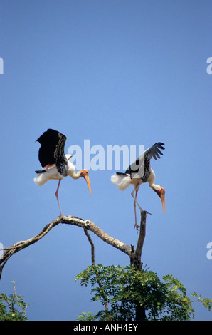 Dipinto di Stork, Mycteria leucocephala, coppia in atterraggio a Kokkare bellur, Madhya Karnataka, India Foto Stock