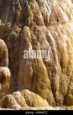 Molla di Orange Mound a Mammoth Hot Springs il Parco Nazionale di Yellowstone Foto Stock