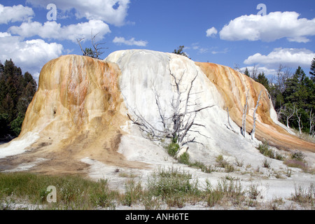 Molla di Orange Mound a Mammoth Hot Springs il Parco Nazionale di Yellowstone Foto Stock