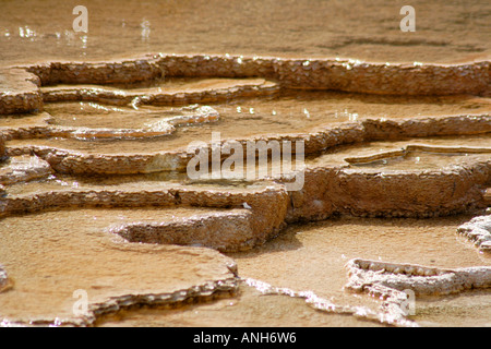 Molla Canarie Mammoth Hot Springs Yellowstone Wyoming USA Foto Stock