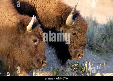 Due Buffalo o Bison, il Parco Nazionale di Yellowstone, Wyoming USA Foto Stock