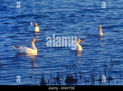 Le oche delle nevi nel Sacramento National Wildlife Refuge nella valle del Sacramento in California Foto Stock