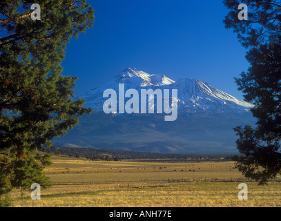 Una vista del monte Shasta tra due alberi di ginepro Foto Stock